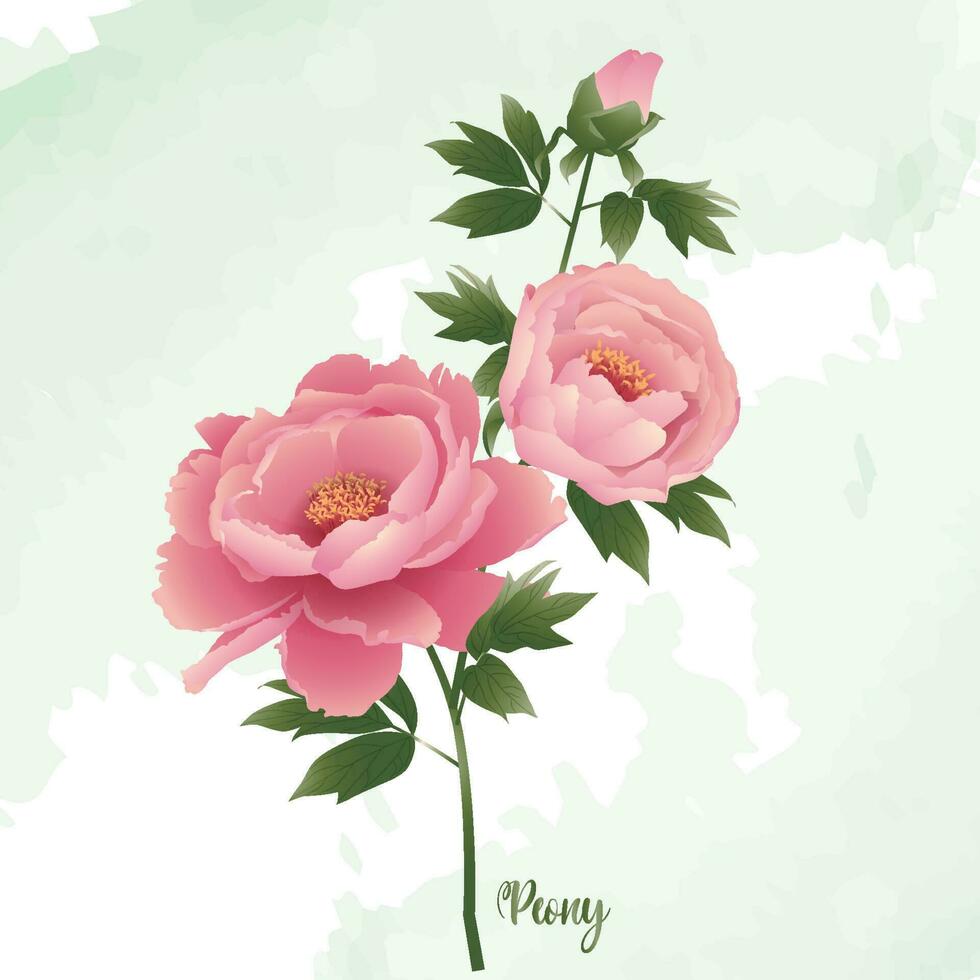 A vector peony flower with buds and blooming flowers