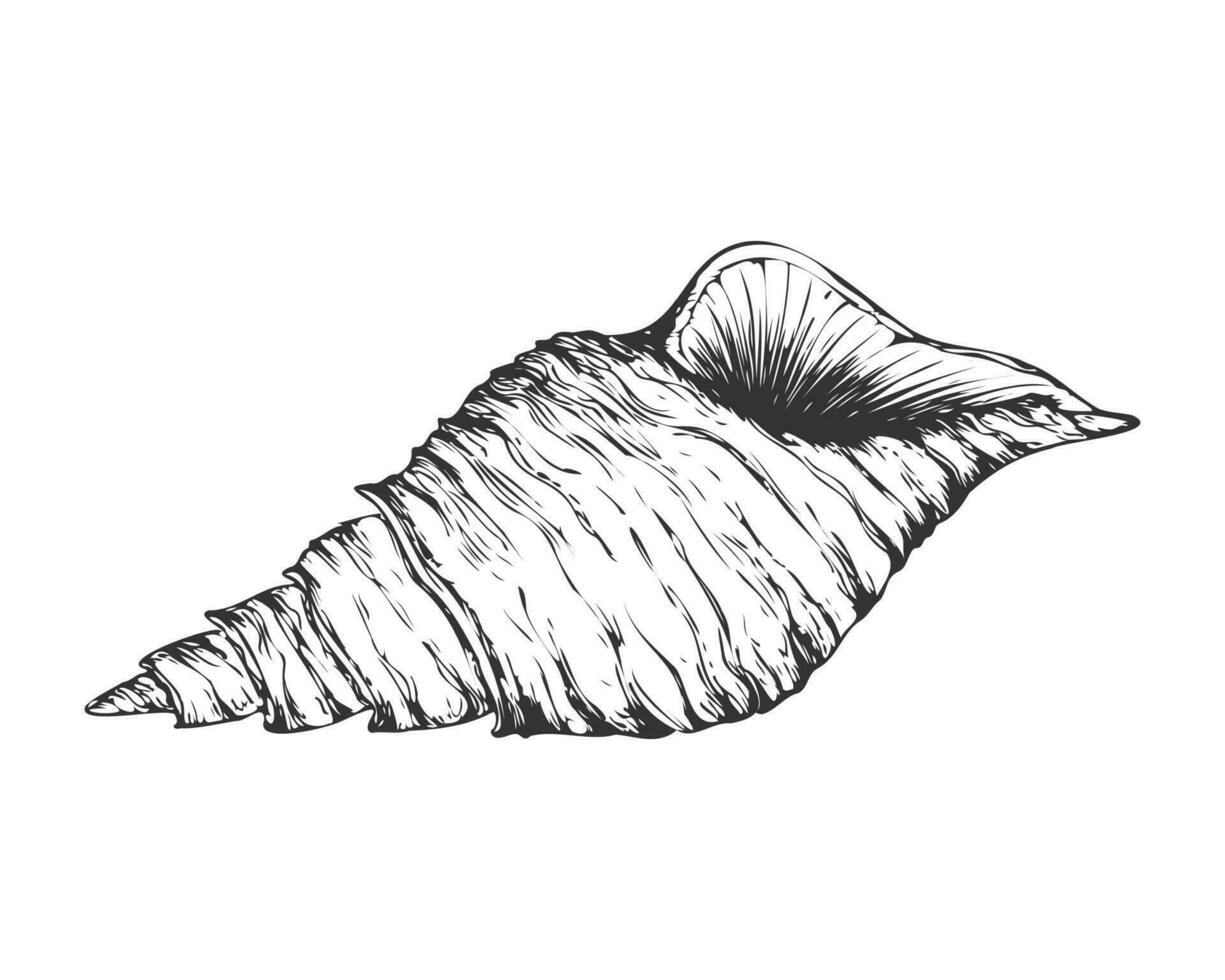 Hand drawn Seashell spiral cone. Black graphic sketch, engraving, ocean shell. Isolated, white background. vector