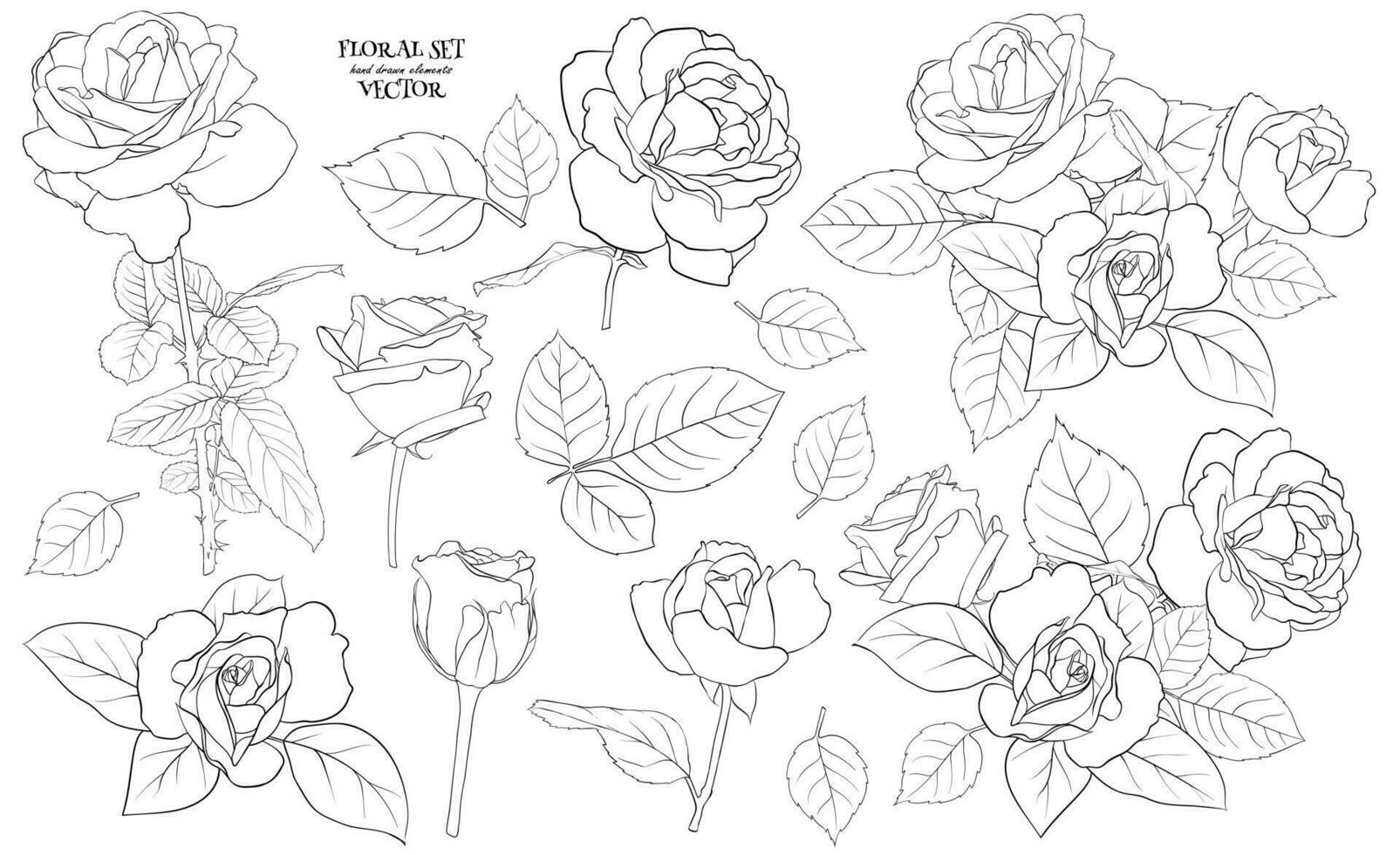 Floral set of delicate roses with leaves. A set of contour drawings for drawing up flower compositions for decoration, design of cards, textile, paper, prints, fabric, etc. Vector graphics.