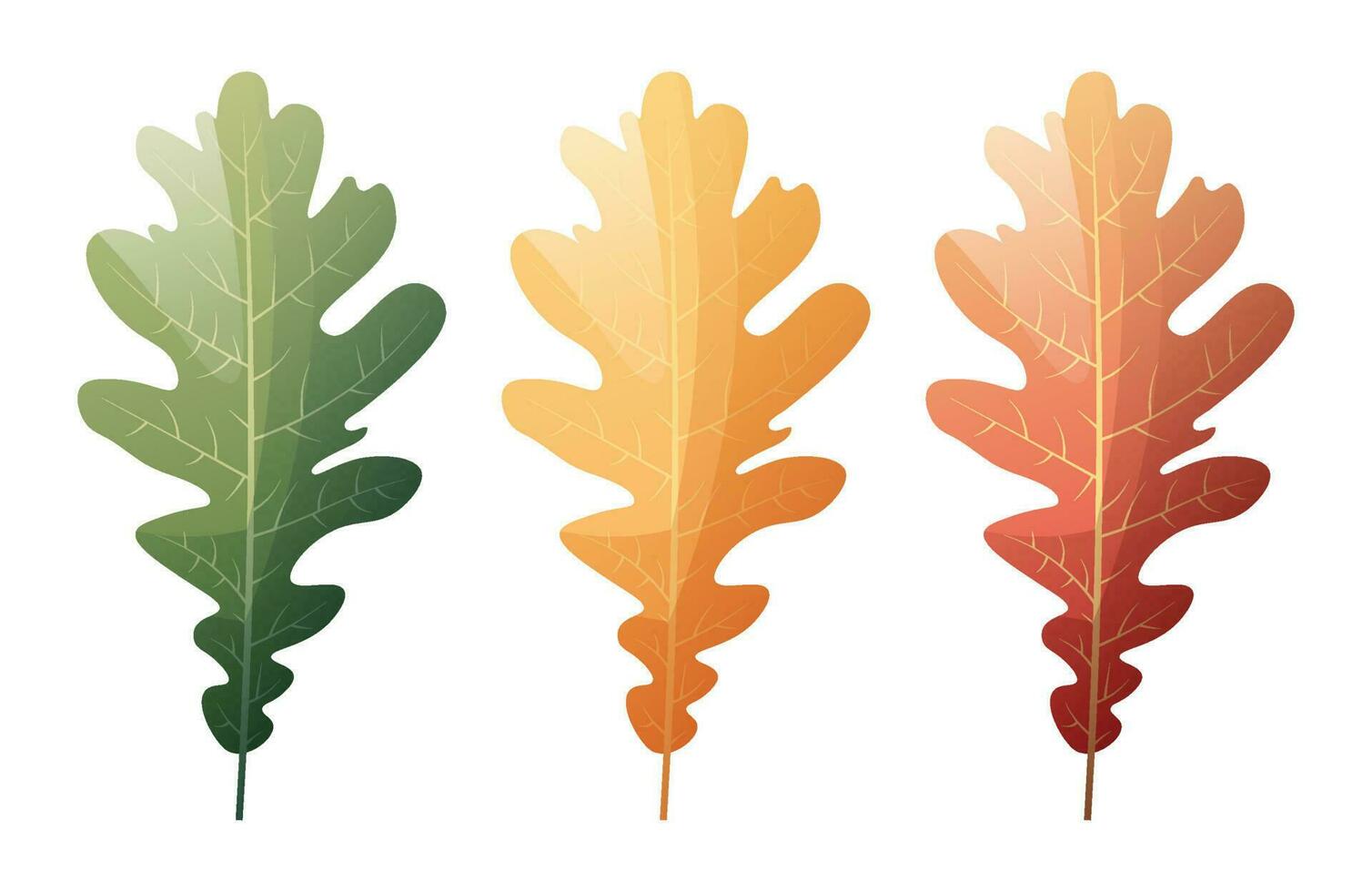 Oak leaves on a white background. Set of multicolored autumn leaves. Cartoon vector illustration. Hello autumn, seasonal theme.