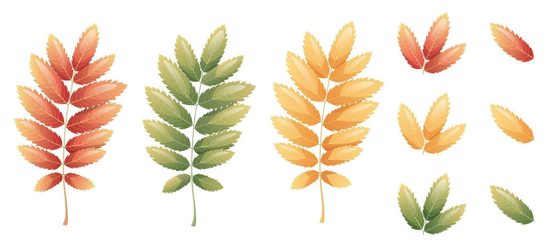 Rowan leaves on a white background. Set of multicolored autumn leaves. Cartoon vector illustration. Hello autumn, seasonal theme