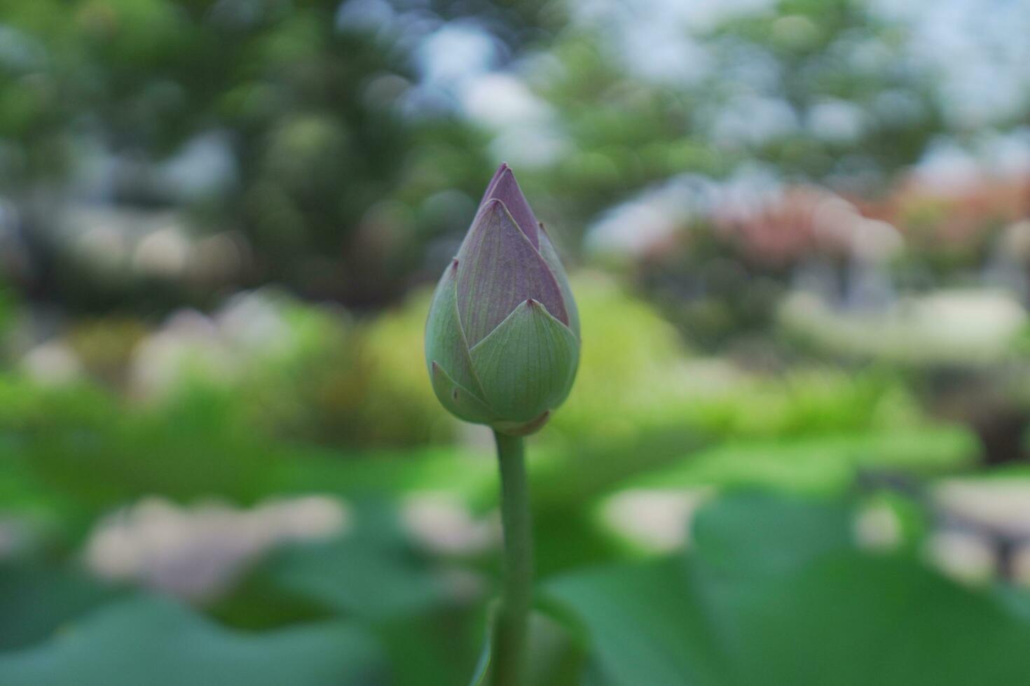 lotus flower bud photo