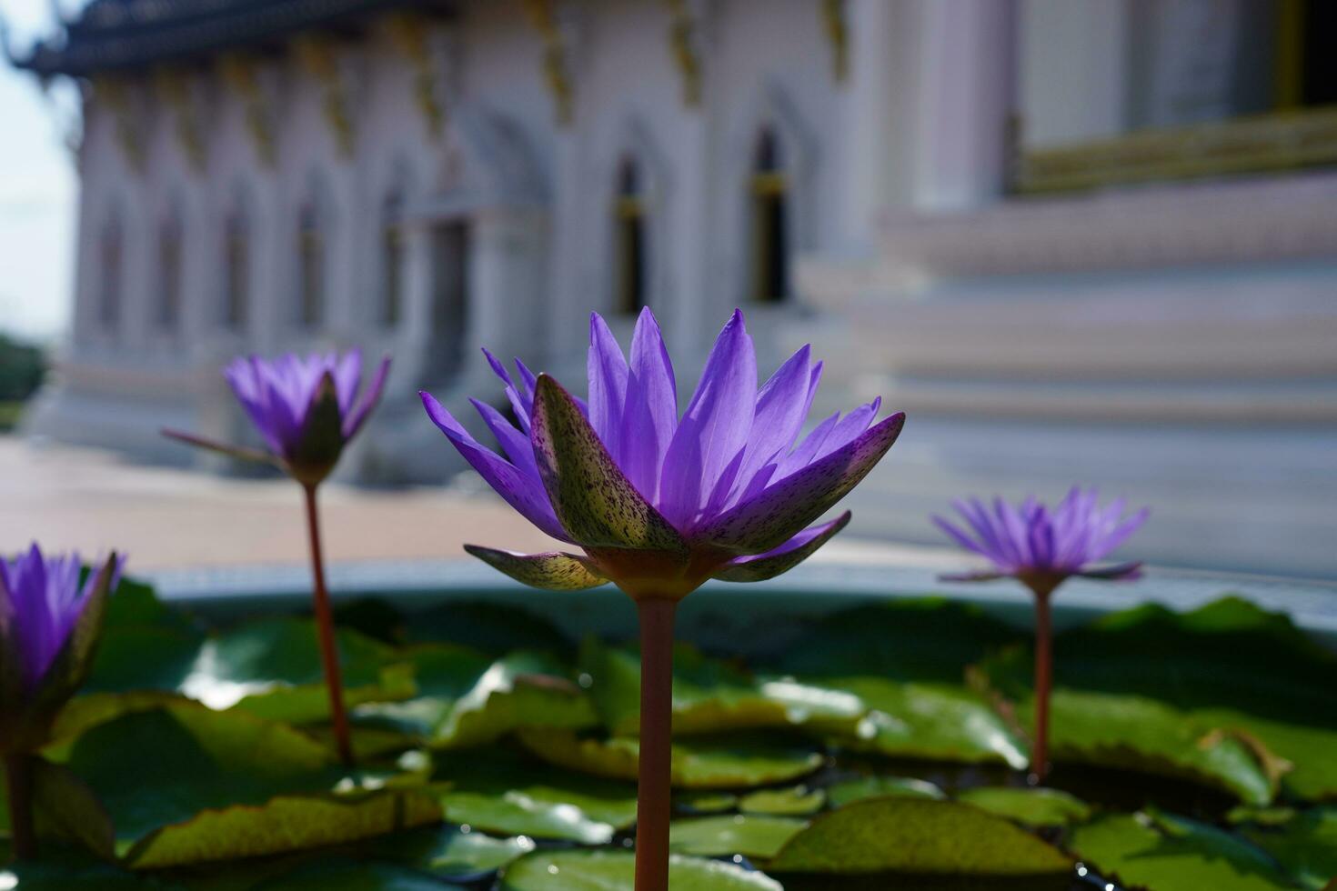 lotus flower bloom violet photo