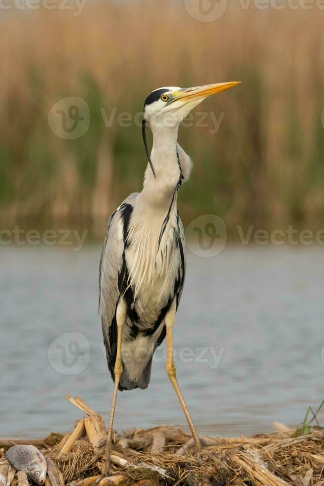 Grey heron in swamp. Bird behavior in natural habitat. photo