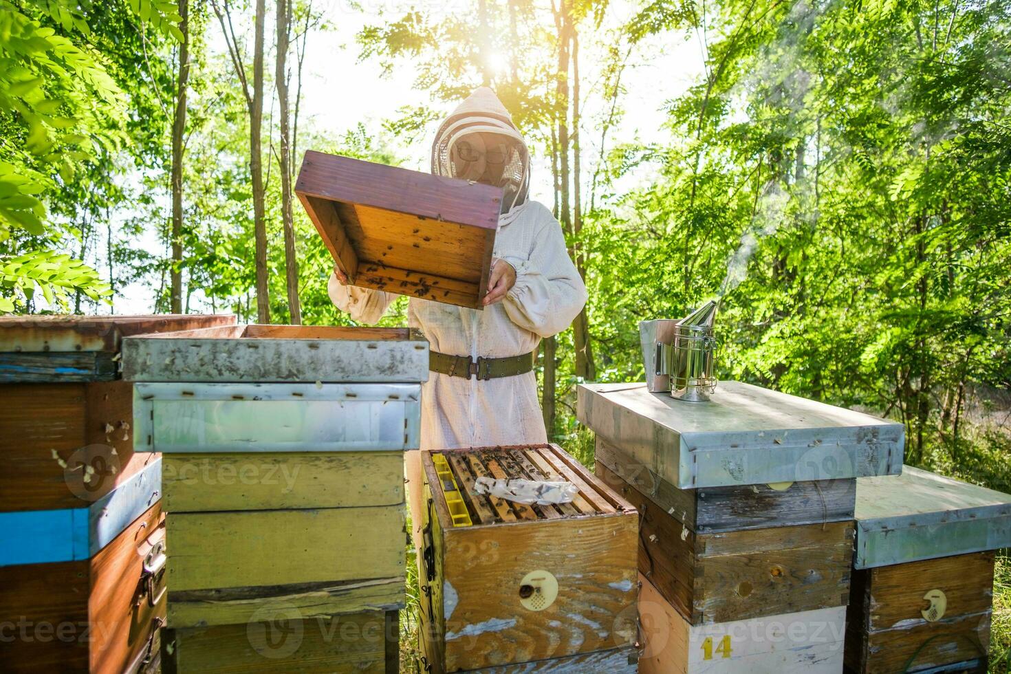 Beekeeper is examining his beehives photo