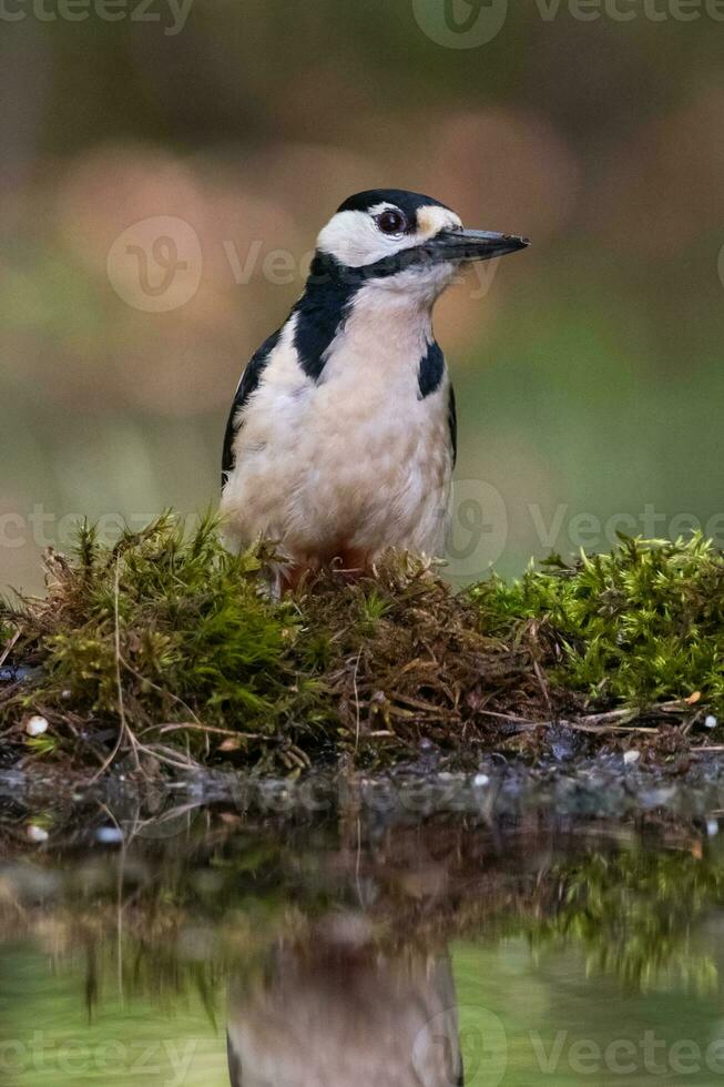 genial manchado pájaro carpintero, dendrocopos mayor foto