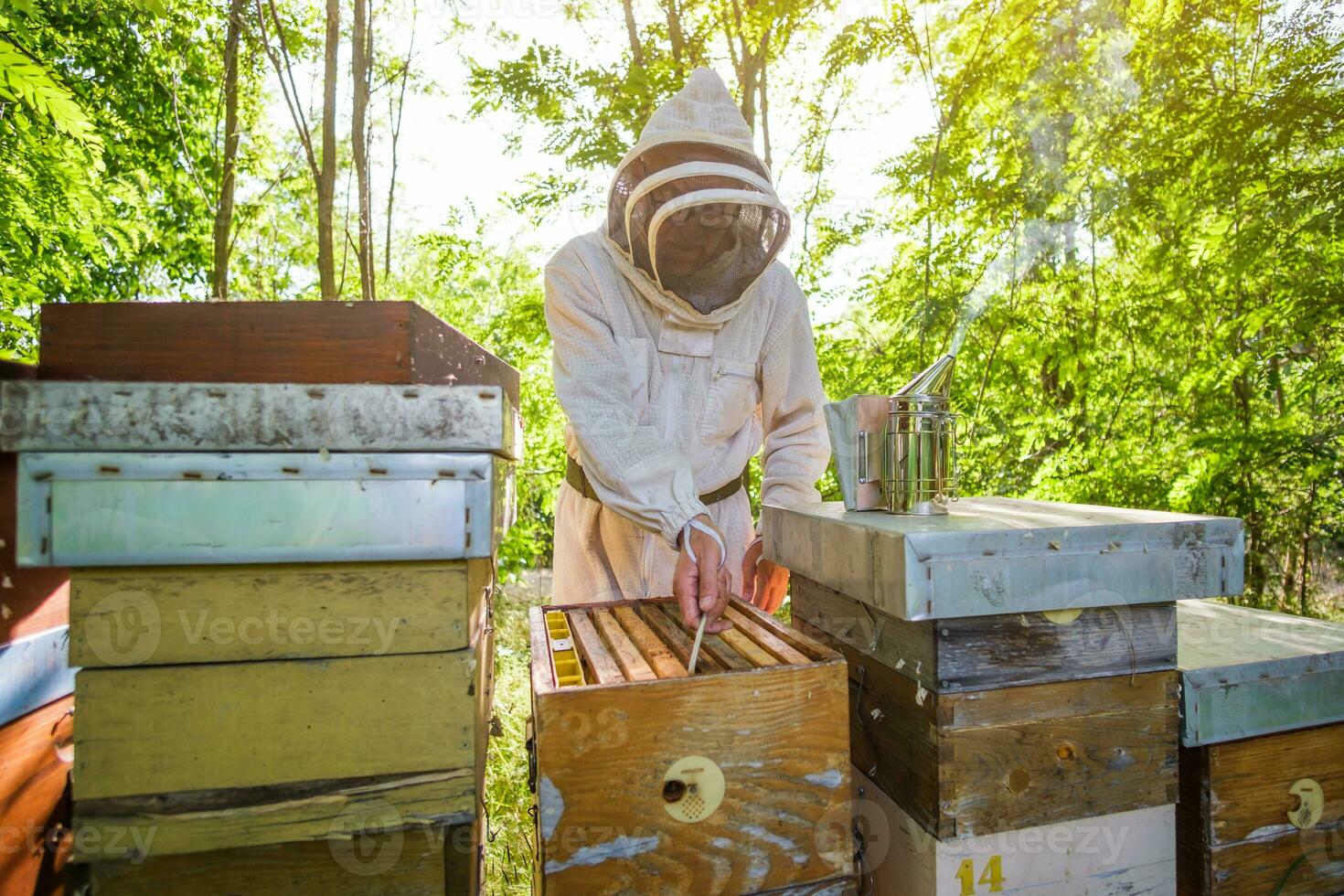 Beekeeper is examining his beehives photo