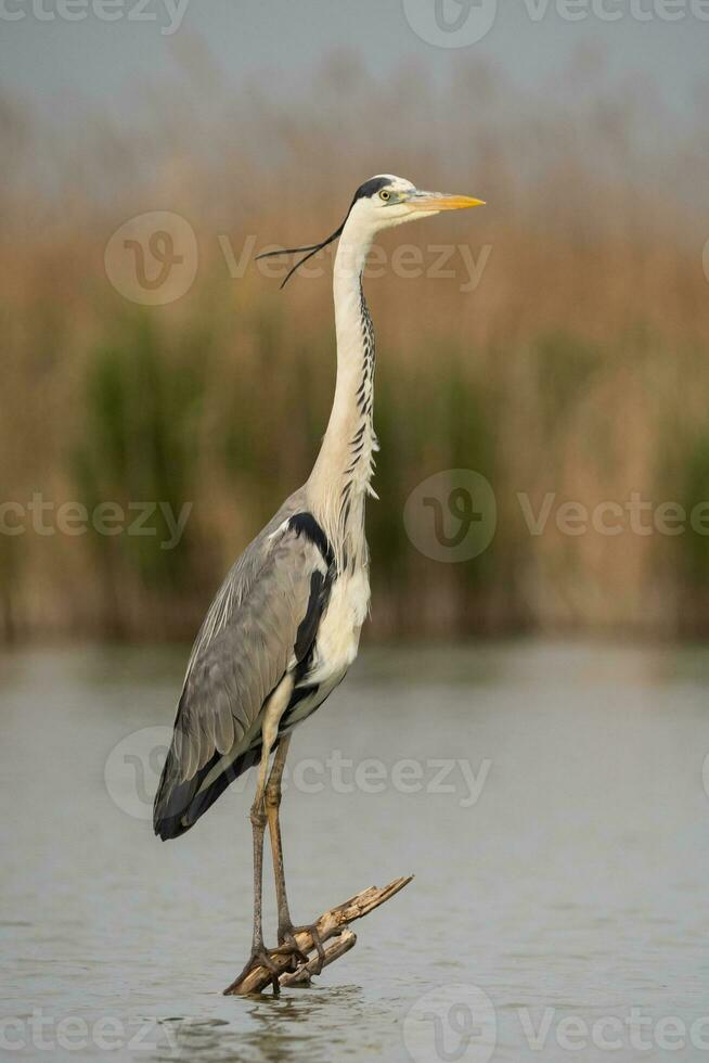 Grey heron in swamp. Bird behavior in natural habitat. photo