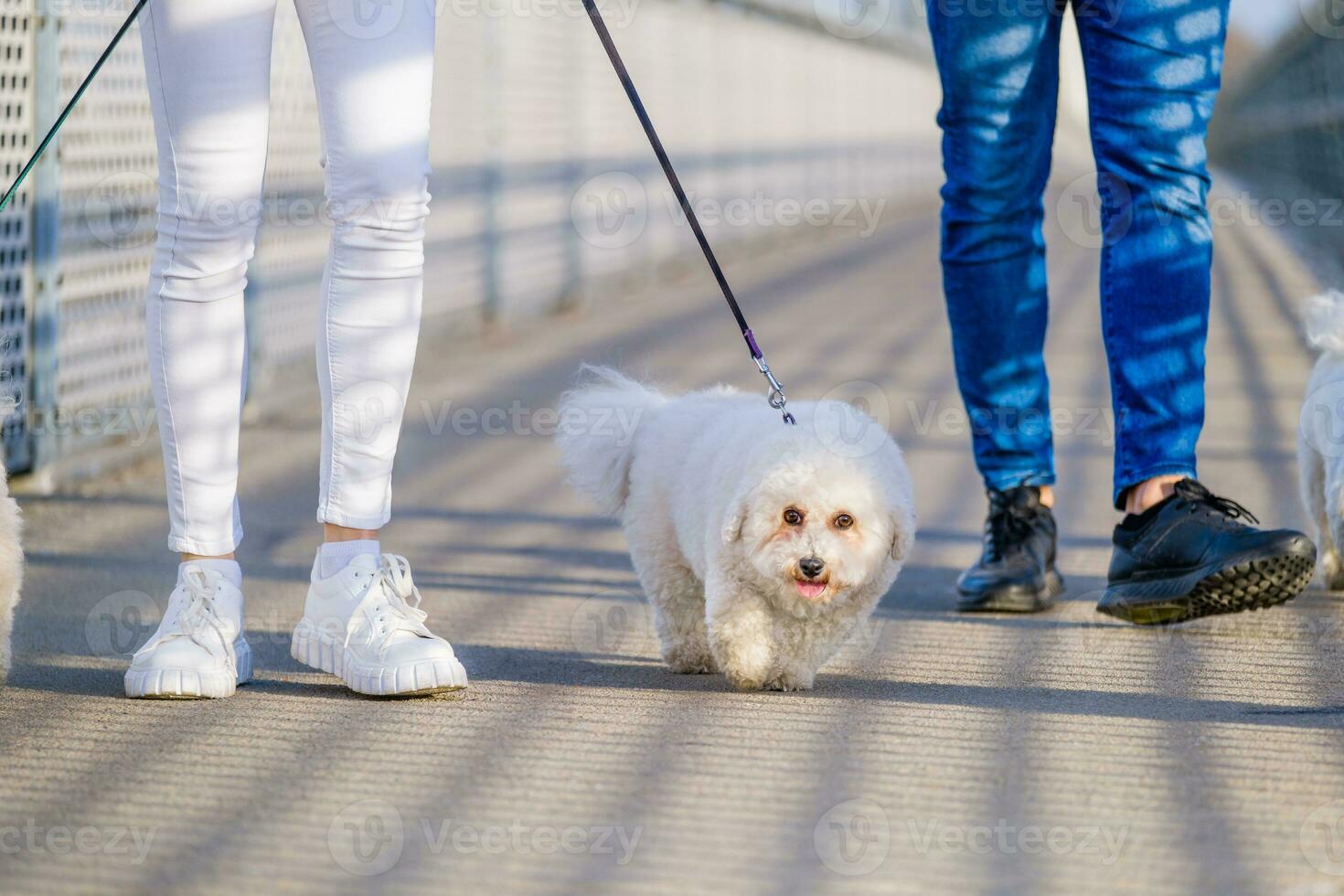 A couple walking their dogs photo