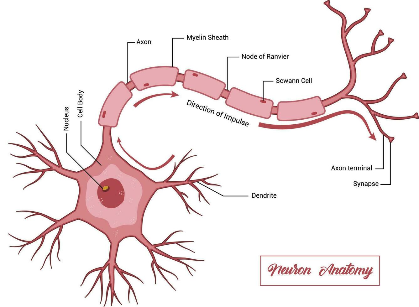 Neuron Anatomy Vector Design Illustration