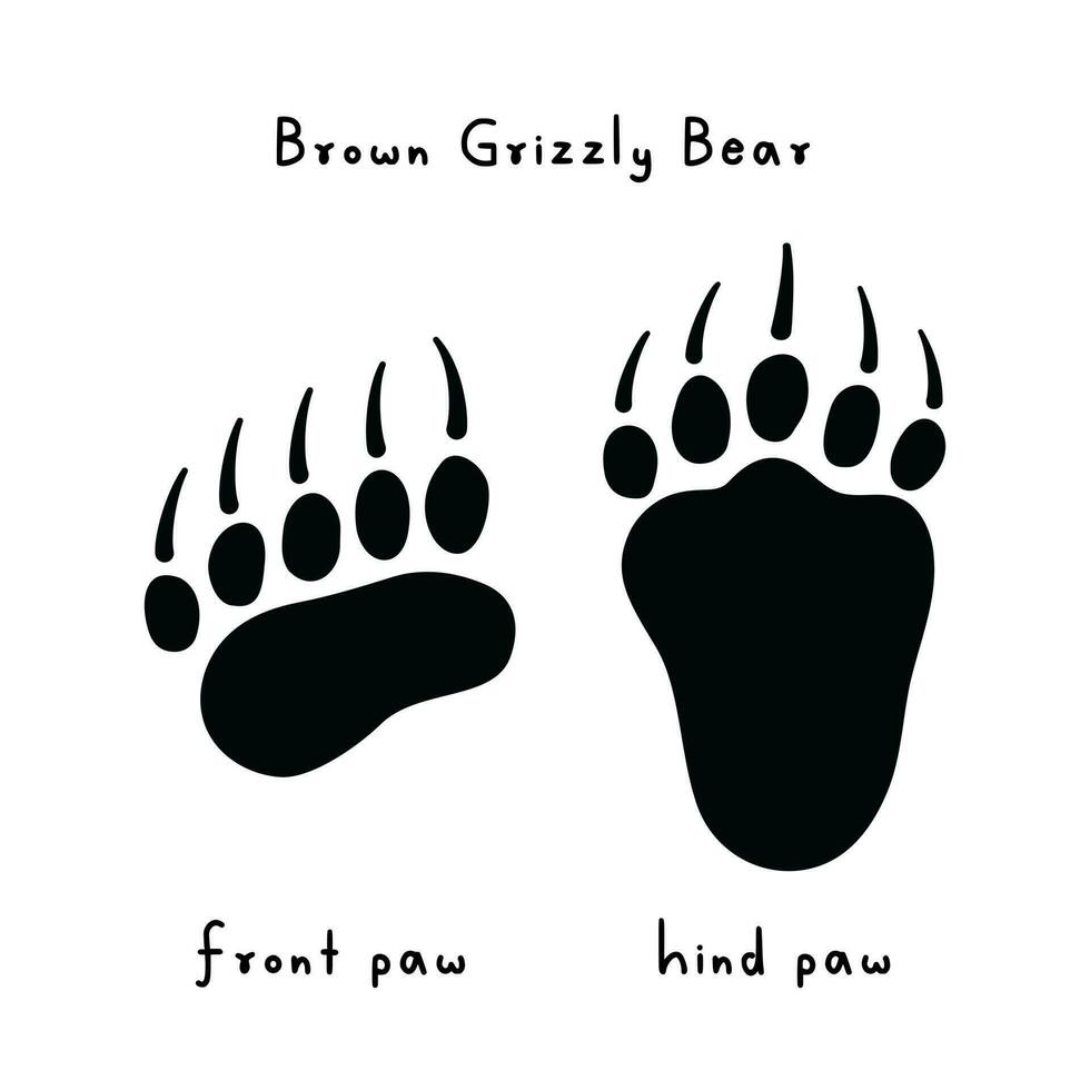 Brown grizzly bear tracks. Drawing of bear paw print. Trail of predator's front and hind paws. Wild animal. Bear footprint. Printing on clothes, logo design. Symbol, trace icons. Vector illustration