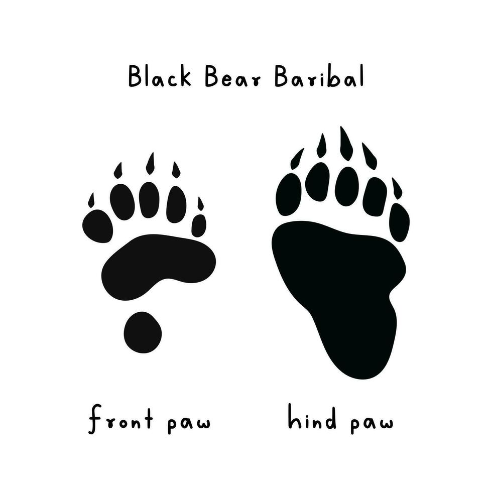 Traces of black American bear. Drawing of bear paw print. Trail of predator's front and hind paws. Wild animal. Bear footprint. Logo design. Symbol, tracks icons. Vector illustration