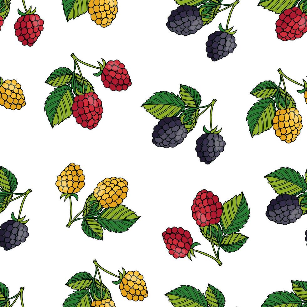 vector illustration seamless pattern of summer berries. Red and yellow raspberries and blackberries on white background