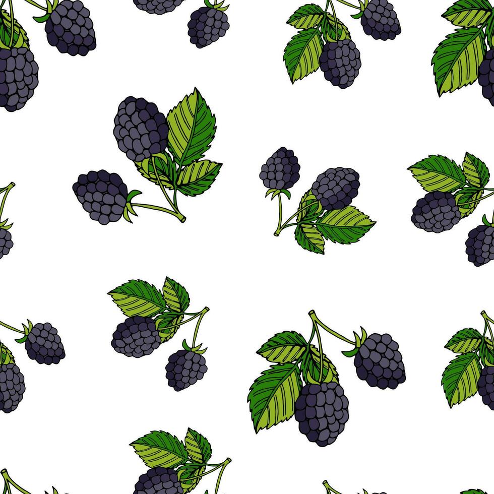 vector illustration of a seamless pattern blackberries with leaves on a white background