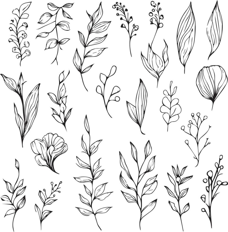 Cute botanical coloring pages, leaf drawing, botanical elements drawing, Hand drawn botanical spring elements bouquet of wildflower line art coloring page, easy botanical drawing. leaf branch art, vector