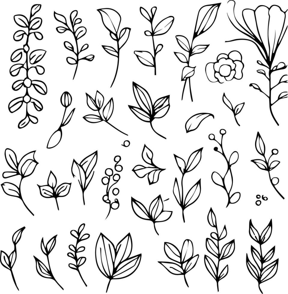 Hand-drawn botanical elements, wildflower bouquet, vector sketch illustration engraved ink art botanical leaf branch collection isolated on white background coloring page and books. botanical leaf l