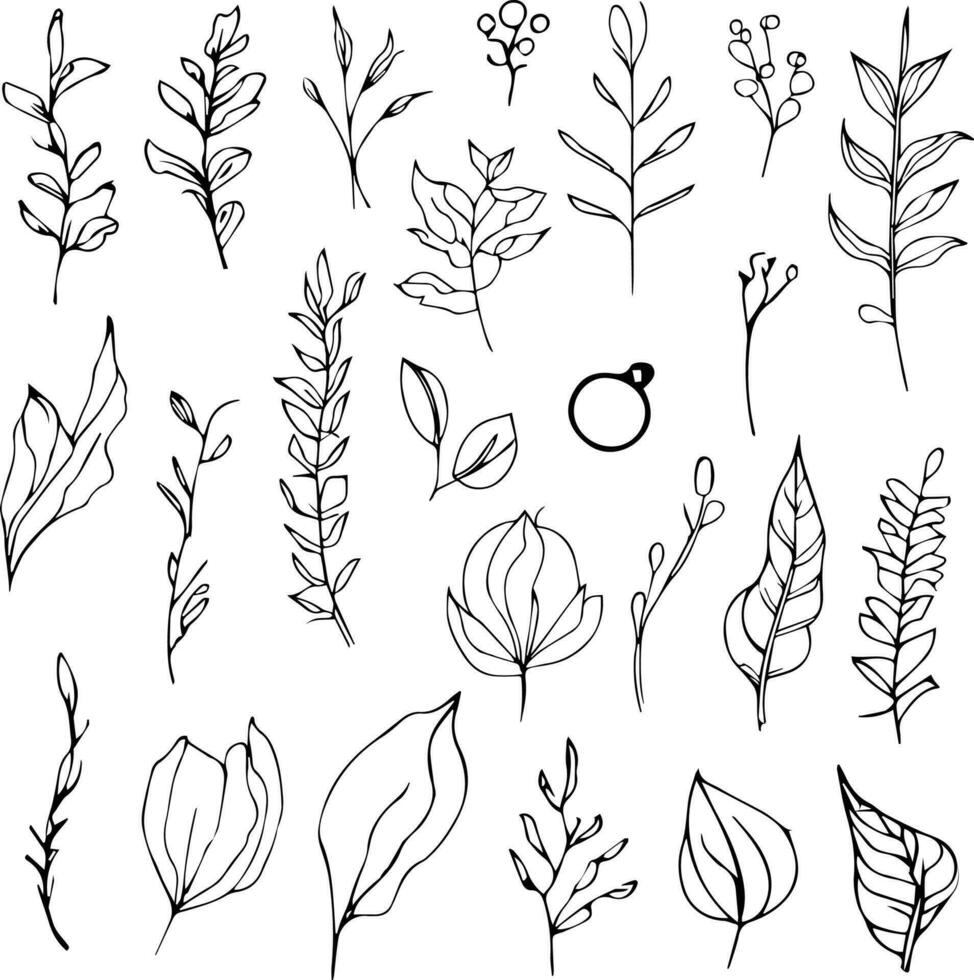 pencil botanical drawings, botanical leaf vector, botanical leaf line art, leaf line art, leaf drawings, sketch leaf drawing, art leaf design vector
