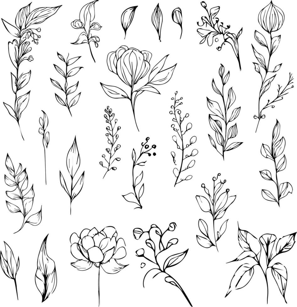 Botanical illustration coloring page, simplicity, Embellishment, monochrome, vector art, Outline print with blossoms wildflower, leaves outline drawing , and buds, botanical tattoo drawing.