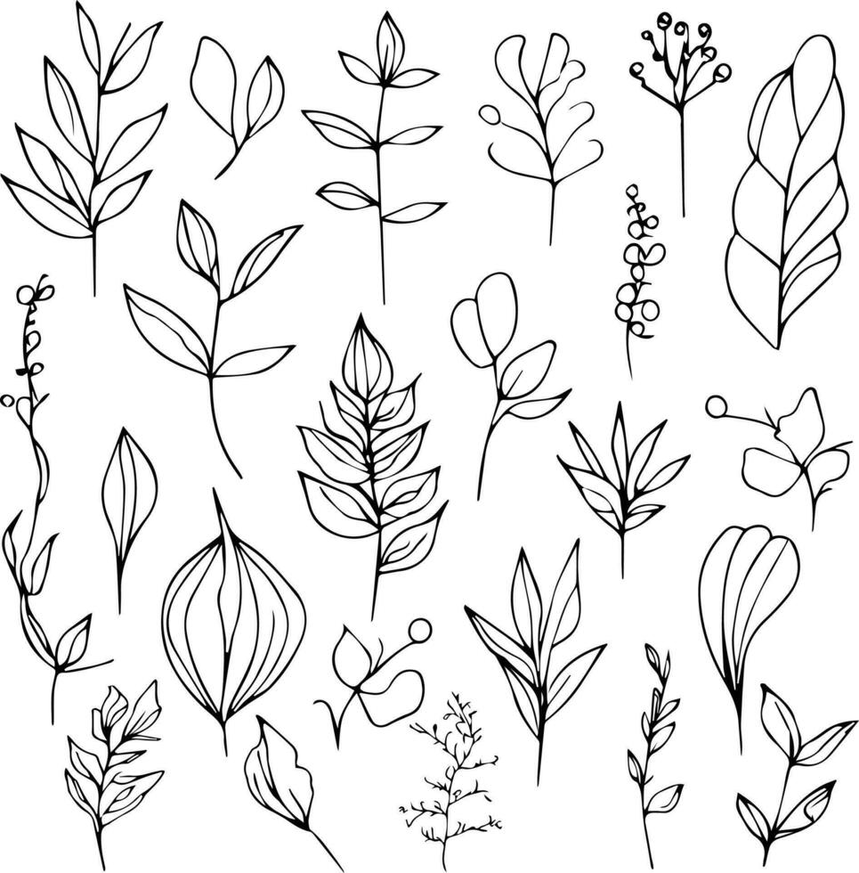 Illustration of a botanical drawings, vector sketch pencil art, botanical plaet drawing isolated on white background clipart.