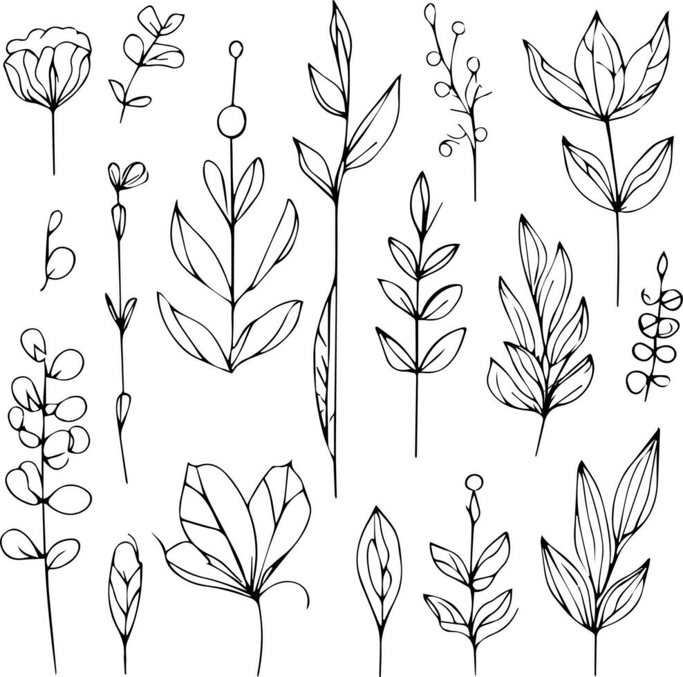 Hand-drawn botanical elements, wildflower bouquet, vector sketch illustration engraved ink art botanical leaf branch collection isolated on white background coloring page and books. botanical leaf l