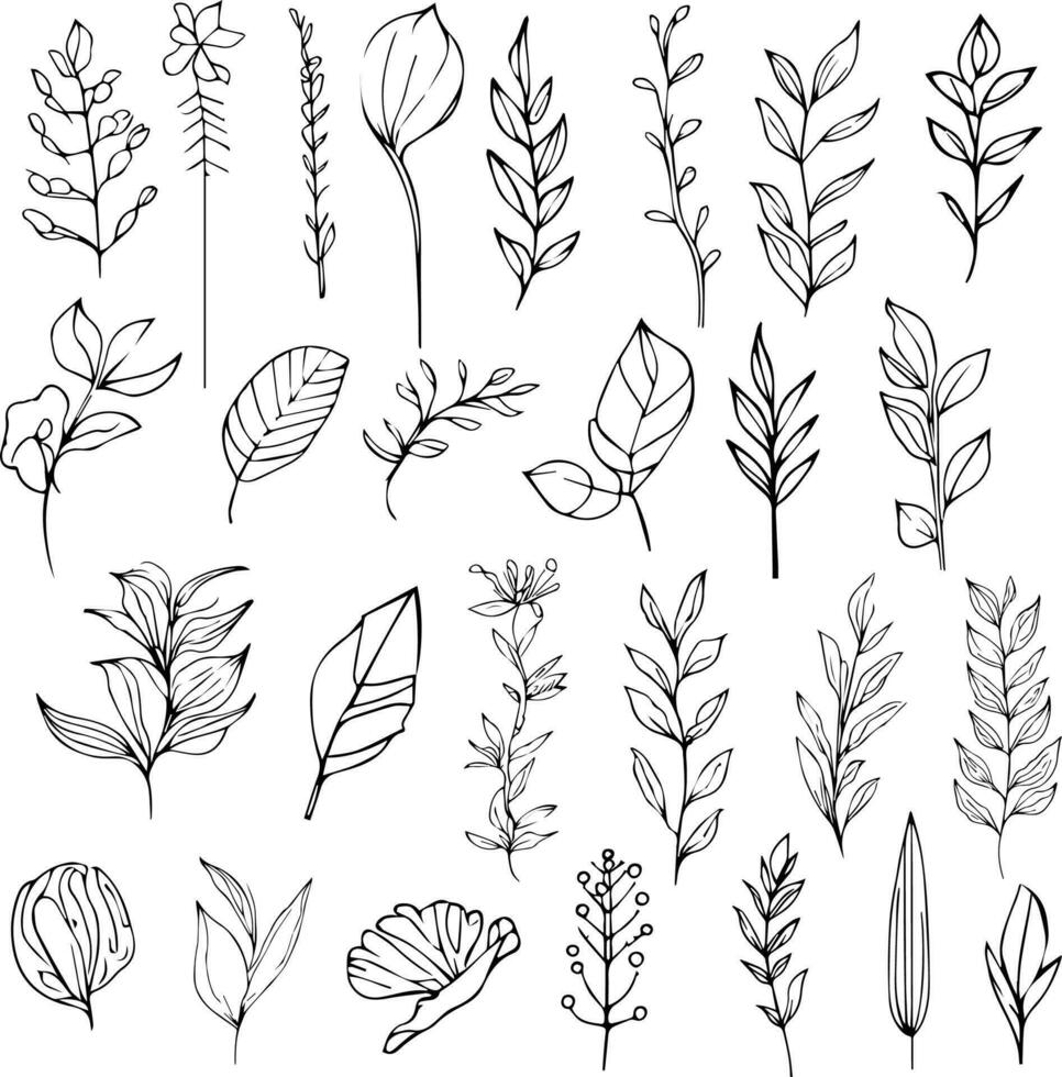 Botanical coloring page and books, monochrome vector sketch, wildflower sketch, botanical flower vector, botanical background with natural leaf collection, illustration pencil art leavs, botanical art