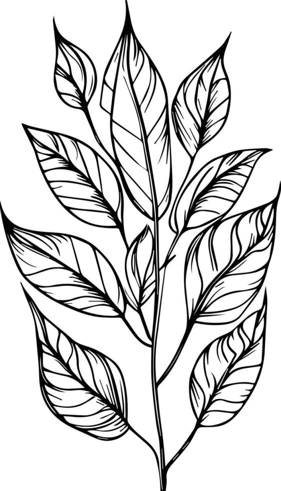 Set of vector hand-drawn botanical leaf, botanical line drawing,  wildflower botanical line art, leaf's vector art, Pencil realistic wild flower drawing, ink sketch isolated on white background,