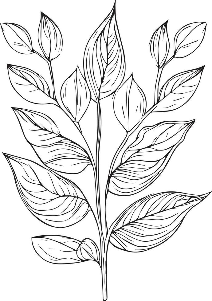 Botanical elements Vector sketch, Hand drawn leaf line art , botanical leaf bud illustration engraved ink art style. botanical vector drawing. vintage botanical leaf drawing