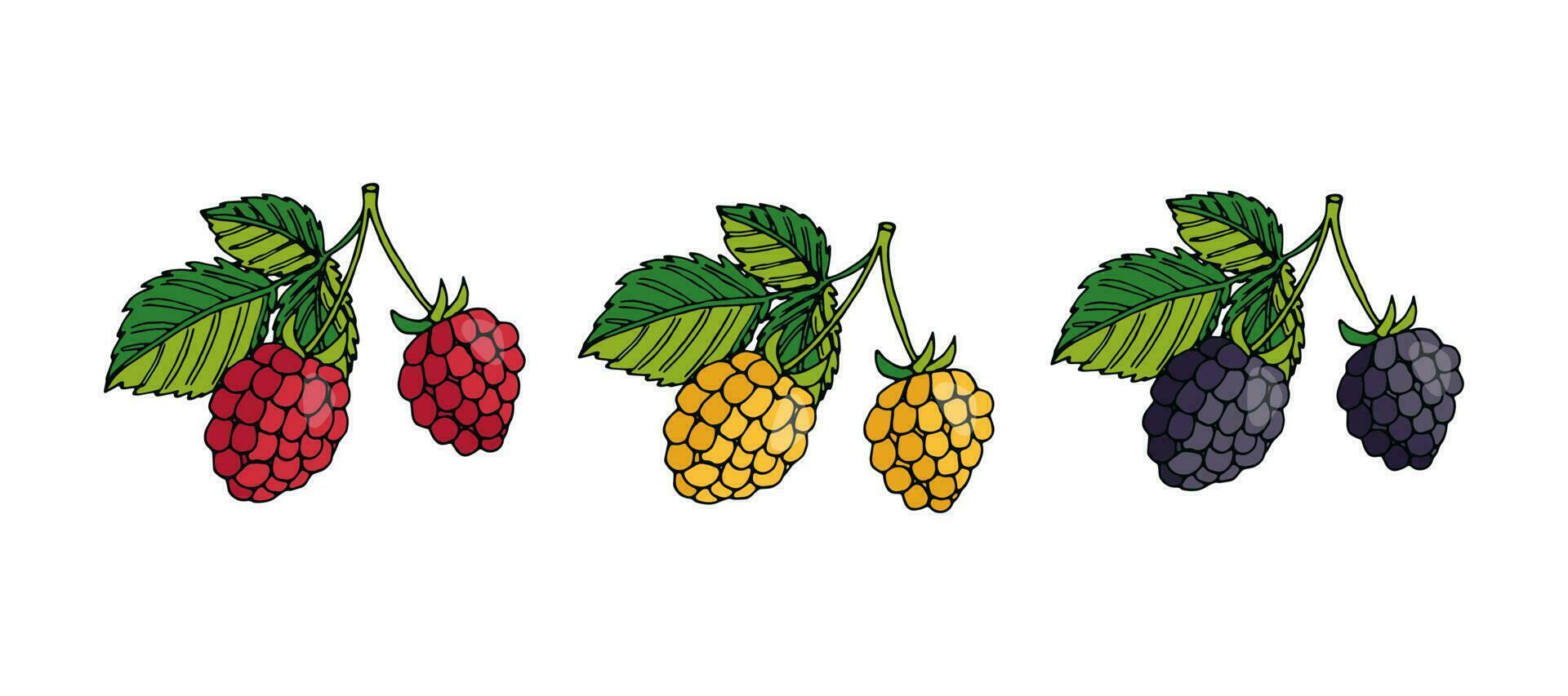 vector illustration set of summer berries. Yellow, red raspberries and blackberry