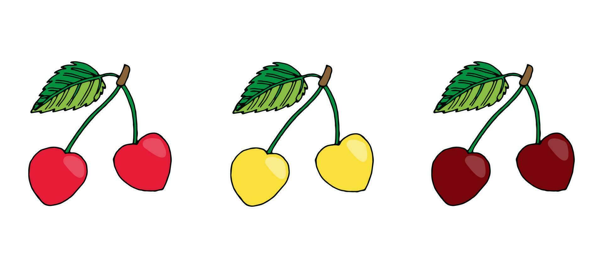 vector illustration set of summer berries. Yellow, red and burgundy sweet cherries