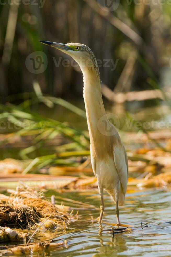 Grey heron in swamp. Bird behavior in natural habitat. 23915992 Stock ... Biology Diagrams