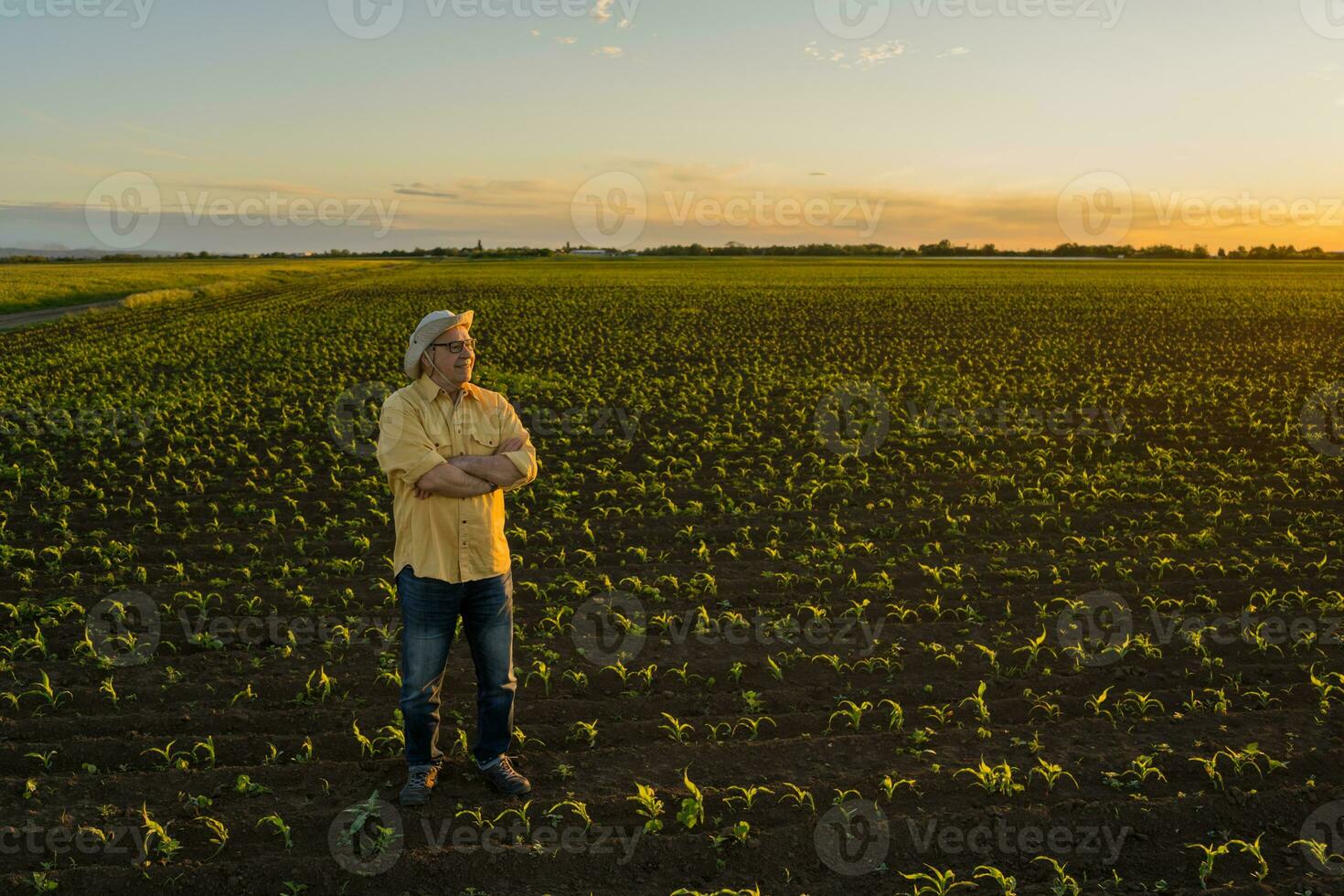 Farmer standing in a corn field photo