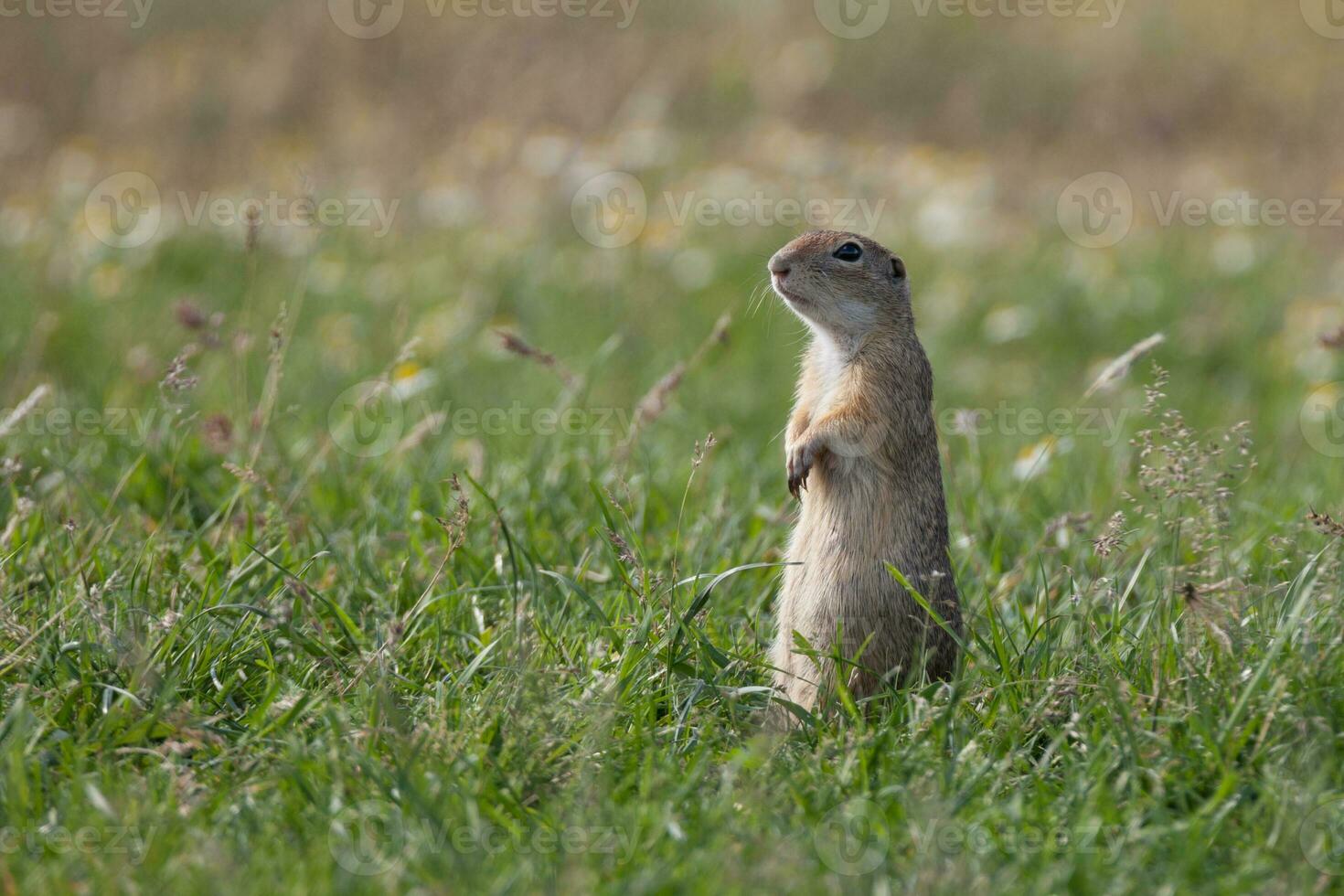 European ground squirrel photo