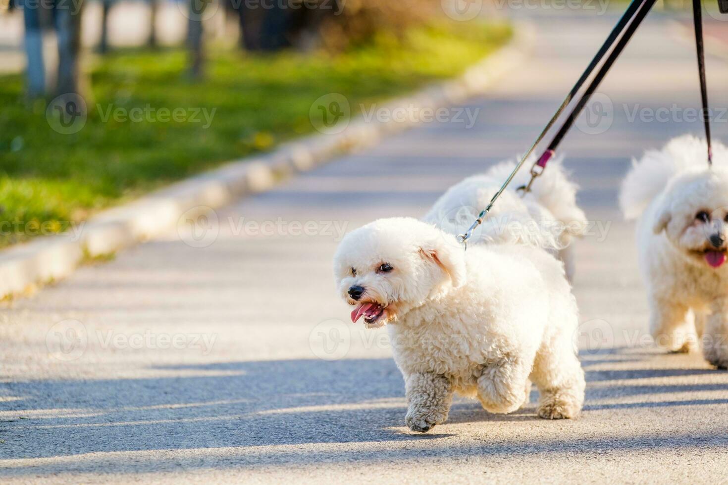 Cute poodle dogs on a leash photo