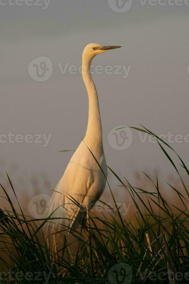 Grey heron in swamp. Bird behavior in natural habitat. photo