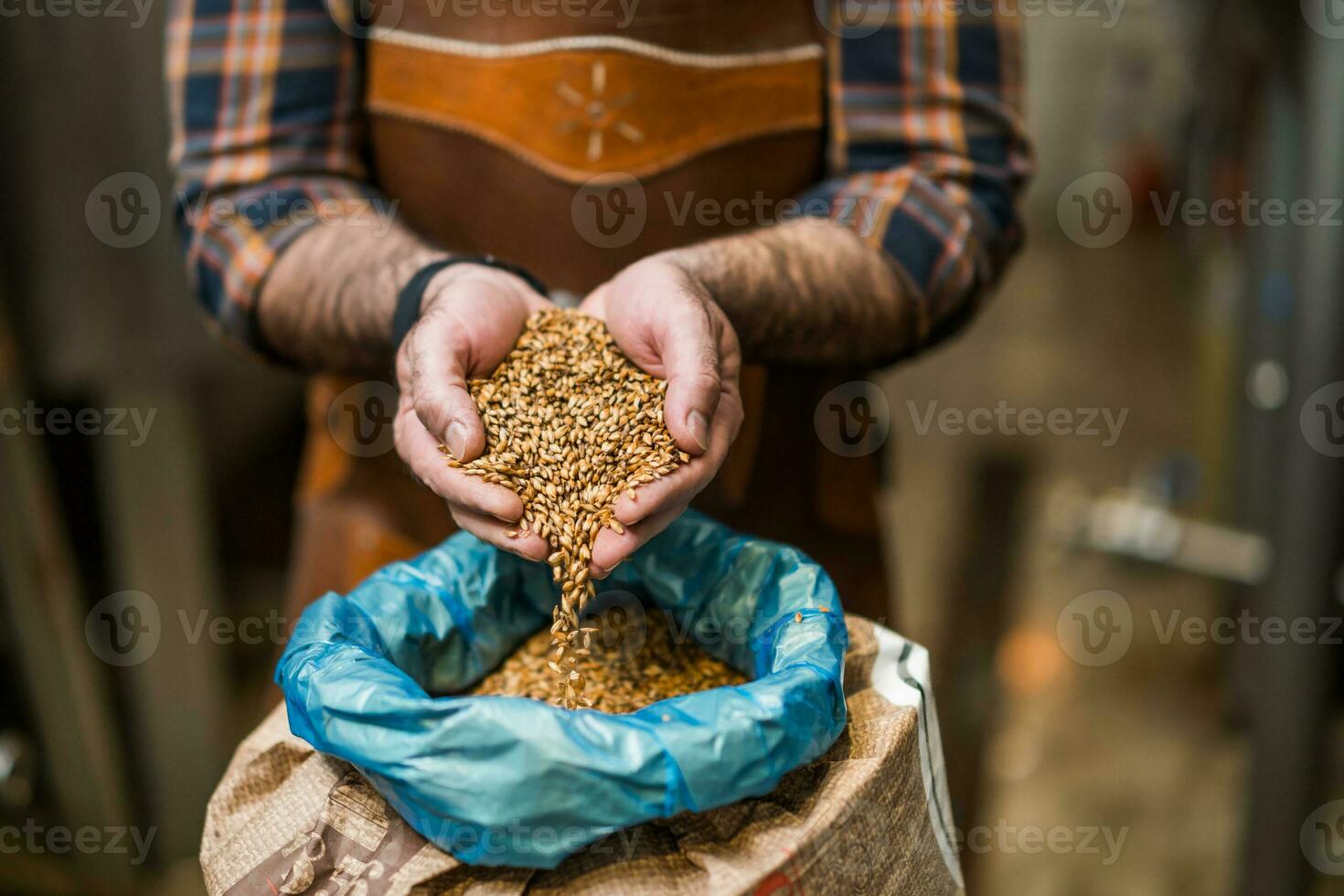 Master brewer examining the barley seeds before they enter production. photo