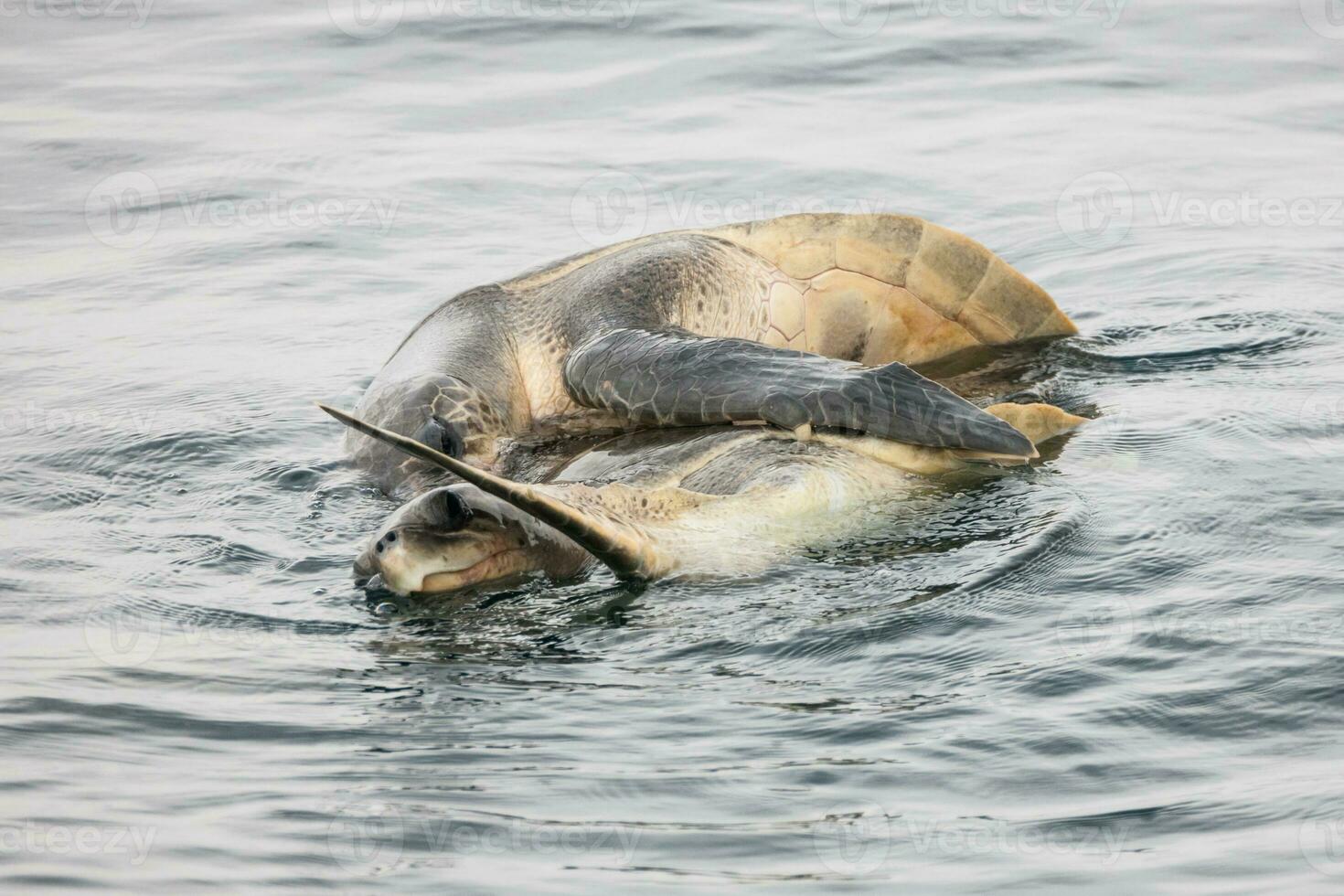 Sea turtles swimming together photo