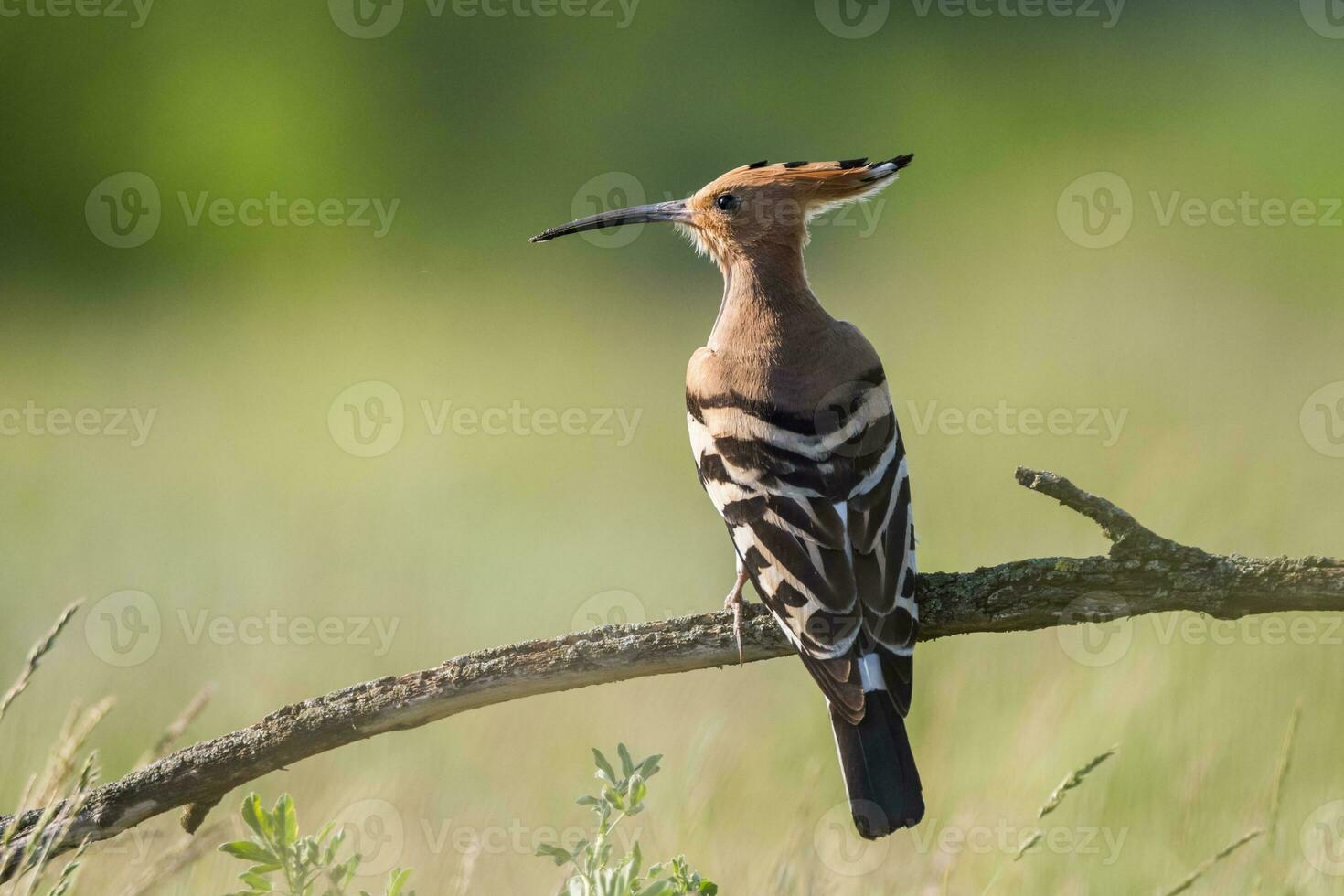 Eurasian hoopoe bird, Upupa epops photo