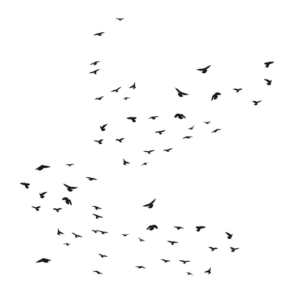 A flock of flying birds silhouette, flight in different positions. Hover, soaring, landing, flying, flutter. Isolated vector