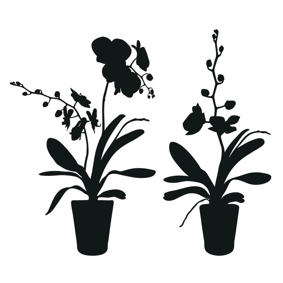 Vector set of realistic flowers orchids, phalaenopsis. Realism modern silhouettes plants pot. Flat design template.