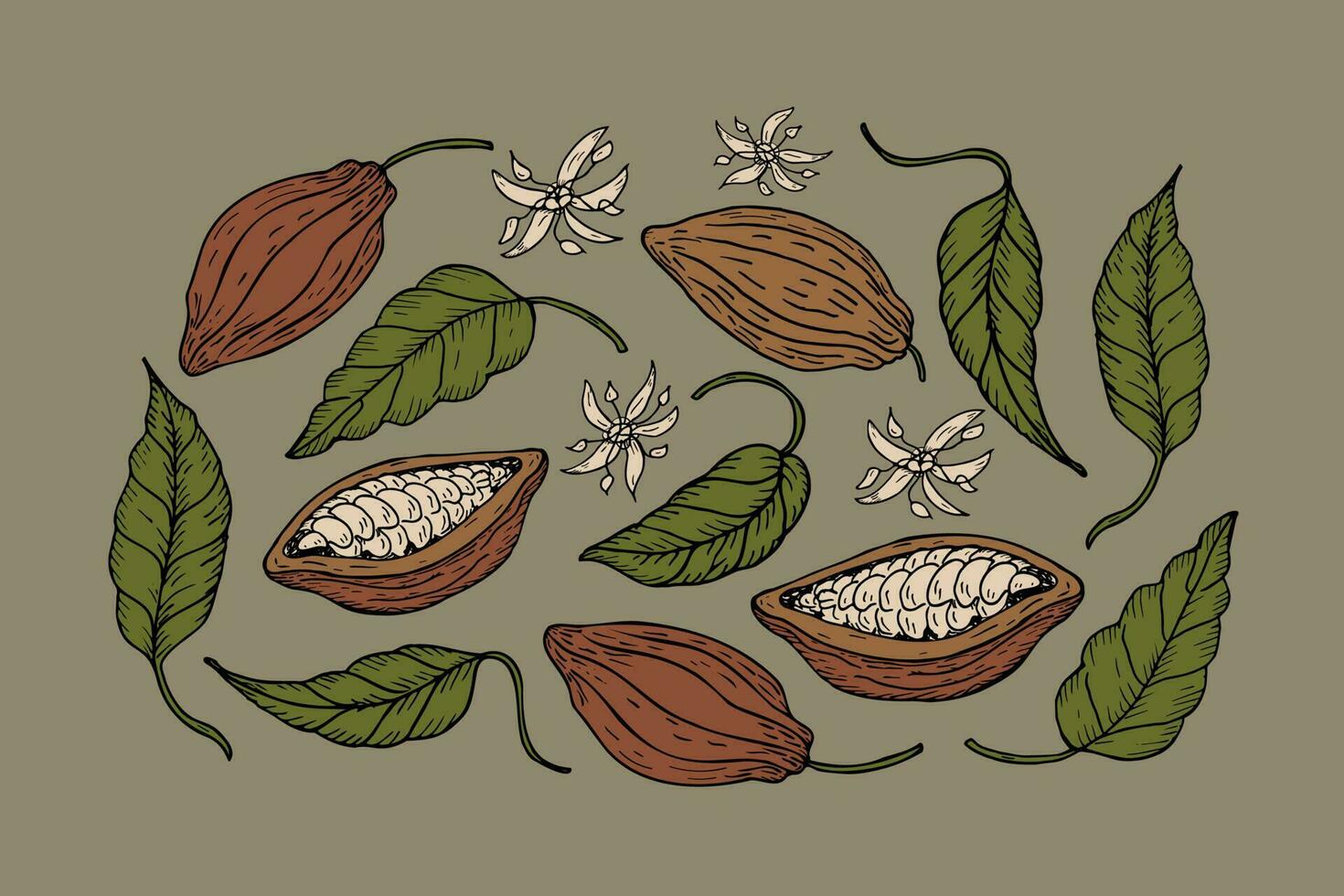 Cocoa. Hand drawn template of cocoa beans, leaves, cocoa tree. Parts of plants organic product. Design element, background. For cafe, shop, menu, cosmetic. For label, web, banner, logo, emblem. Vector