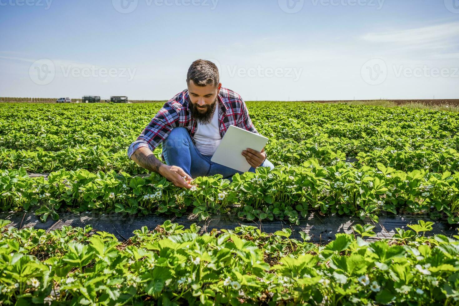 Farmer examining the progress of crops in his strawberry field photo