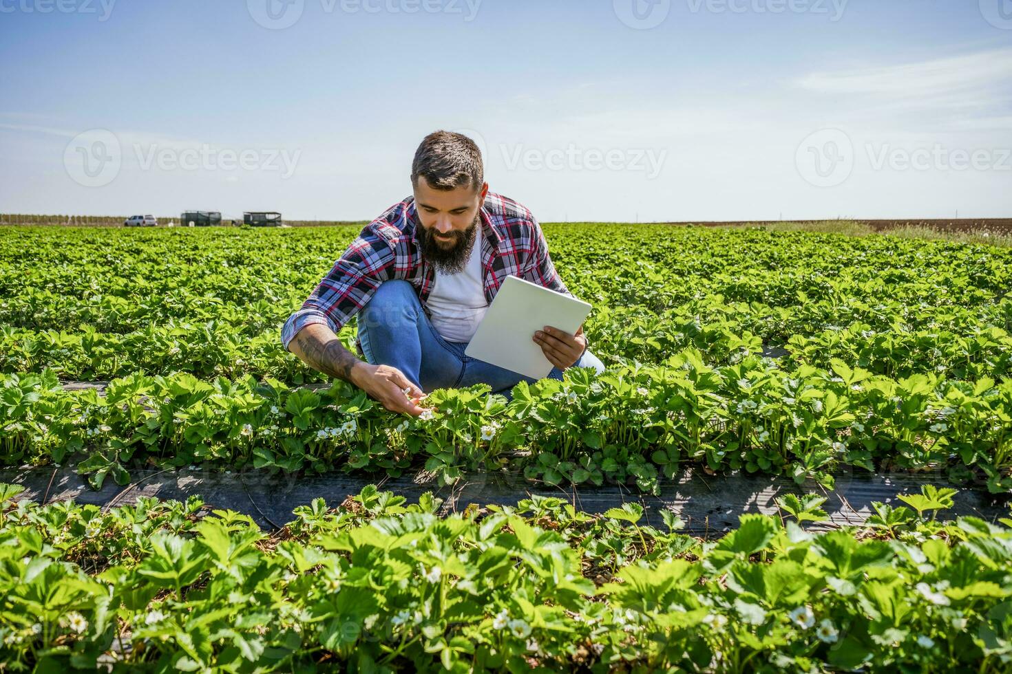 granjero examinando el Progreso de cultivos en su fresa campo foto