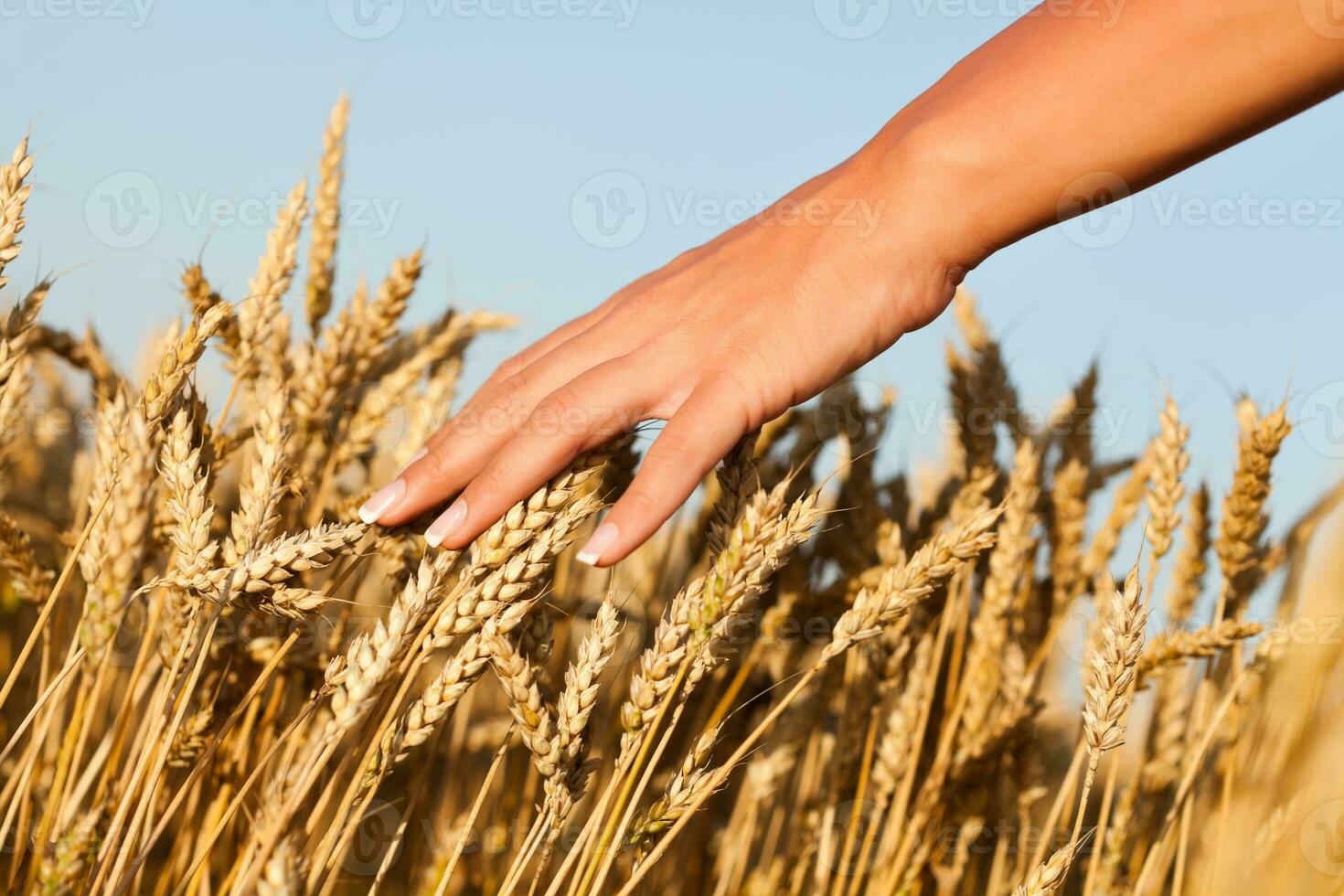 Hand holding wheat grass photo