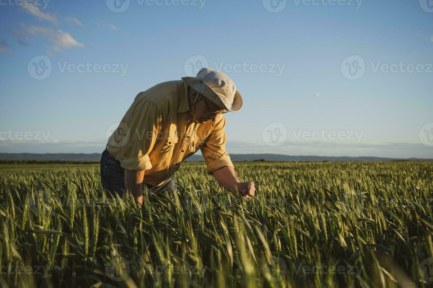 A senior farmer examining a wheat crop photo