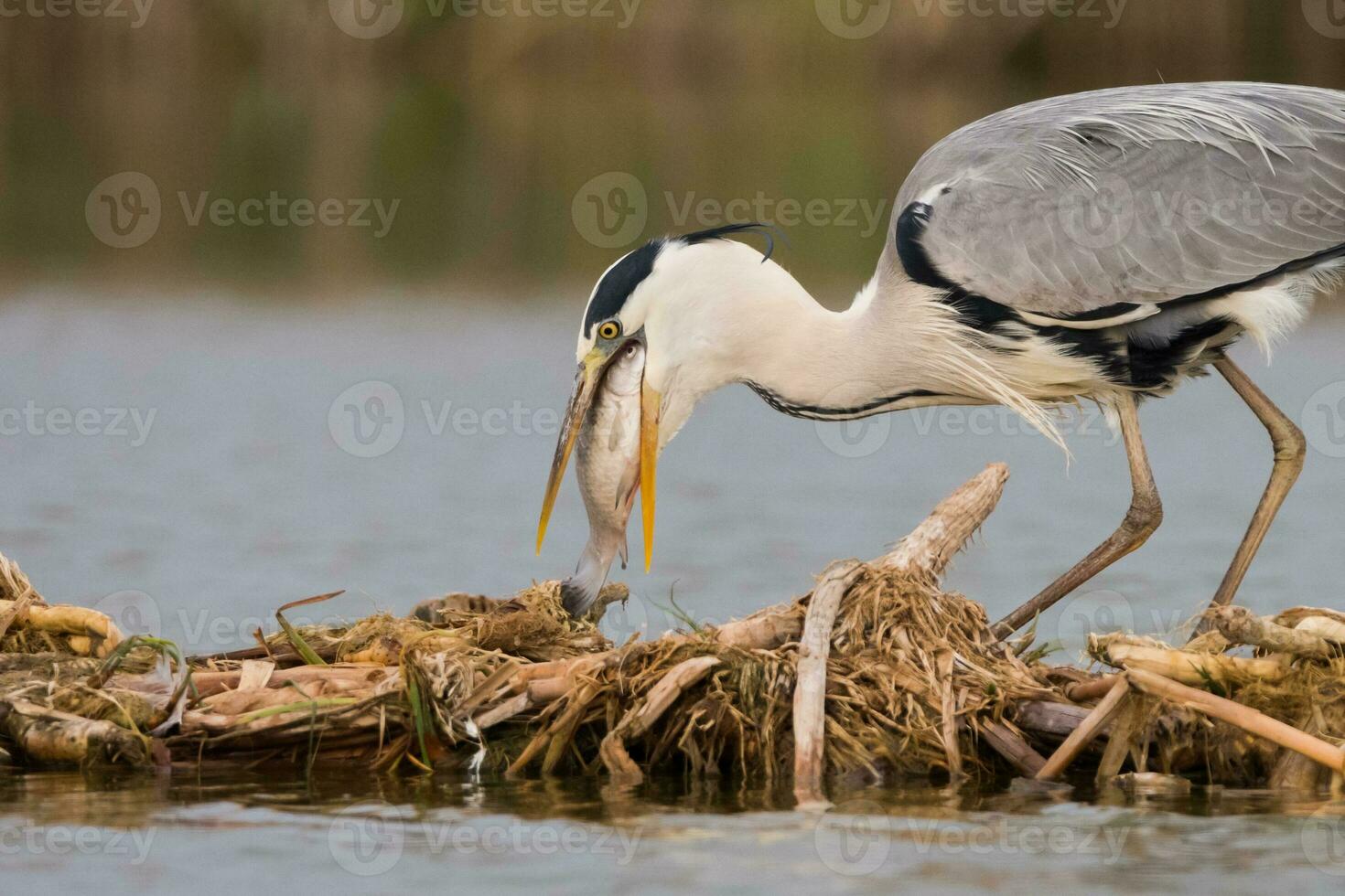 gris garza en pantano. pájaro comportamiento en natural hábitat. foto