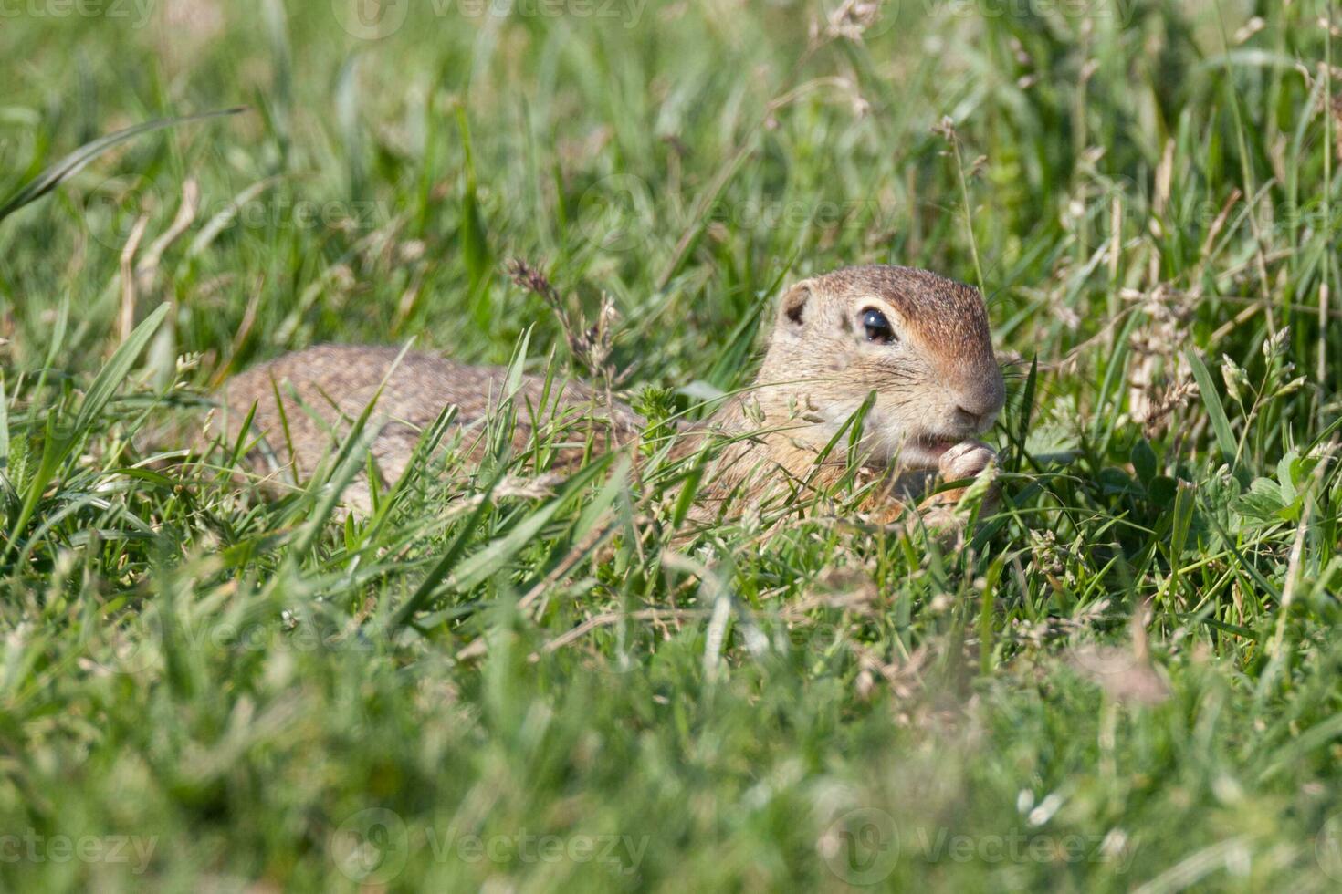 European ground squirrel photo