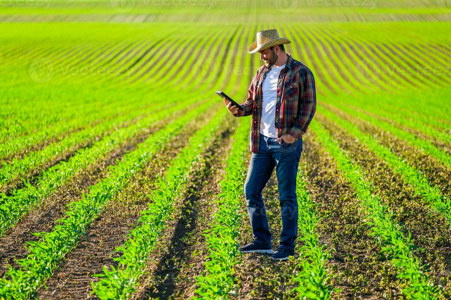 Man farmer is cultivating corn on his land photo