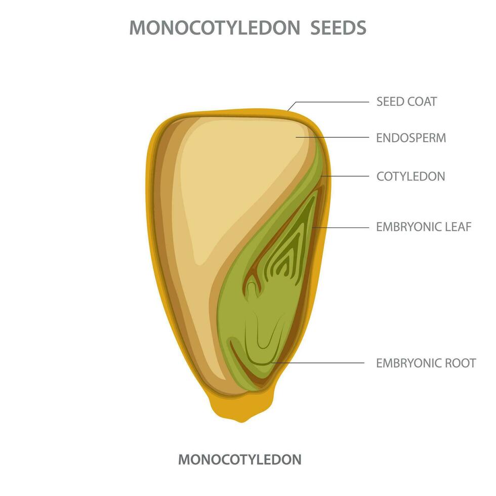 Monocotyledon, Plants with single cotyledon, parallel-veined leaves, and floral parts in multiples of three vector