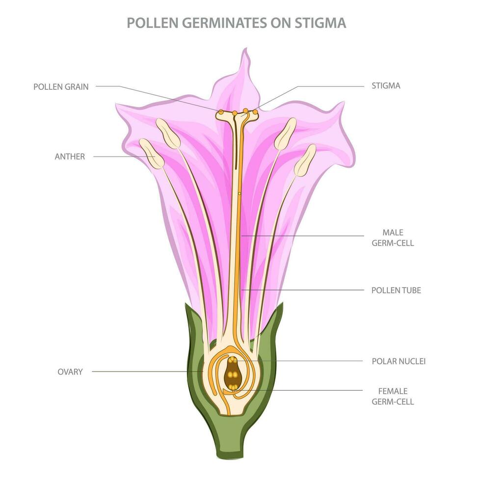 Pollen germination occurs on stigma, enabling fertilization in plant reproduction vector