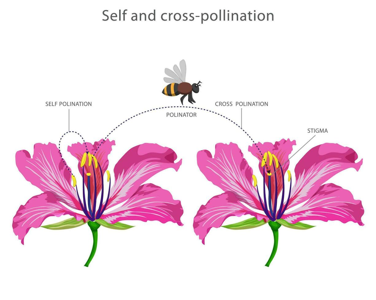 Pollen transfer within same flower or between different flowers for fertilization vector